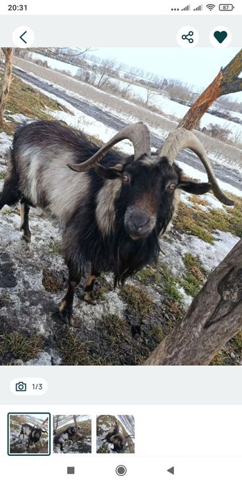 Вязка коз. Козлик 3.5 года "Борька".