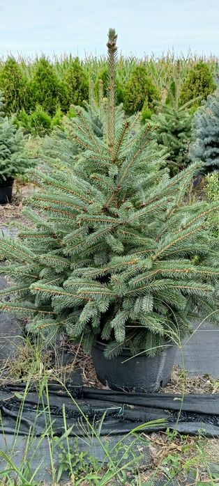 Świerk srebrny w donicy