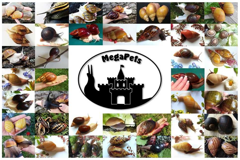 Archachatina marginata ovum silver Ślimaki Lissachatina Achatina Wije