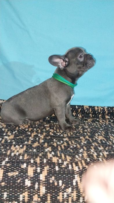 Французська дітвора