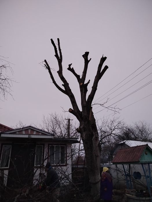 Професійне обрізання аварійних дерев