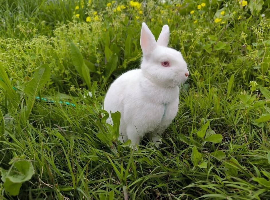 Coelha branca de olhos vermelhos