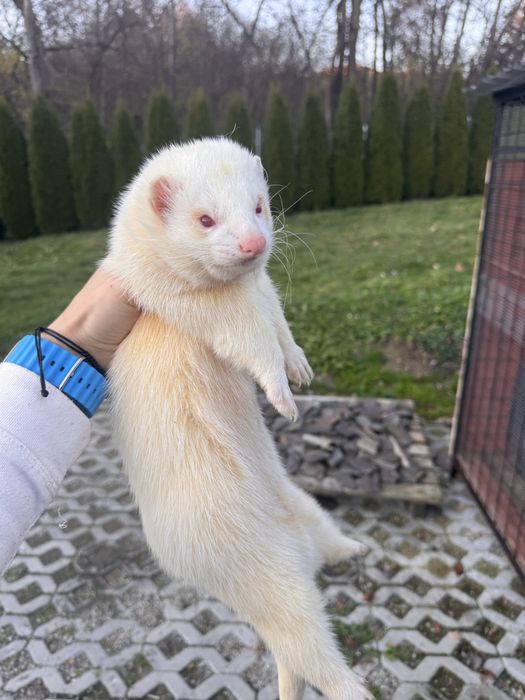 Fretki dorosle - samiec i samica razem