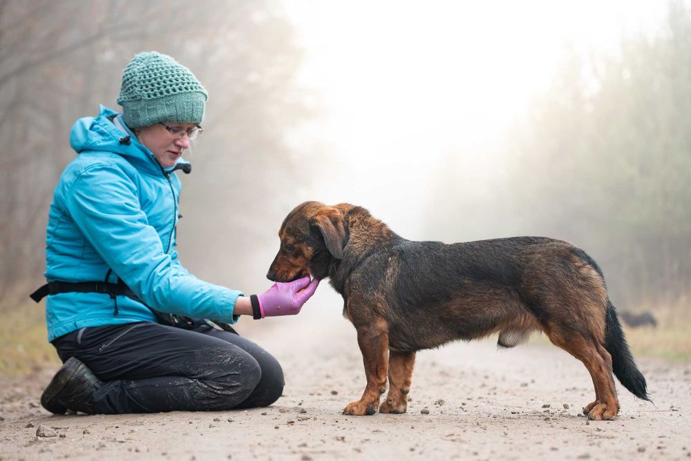 Raviolino: mądry, zdystansowany beaglowaty piękniś