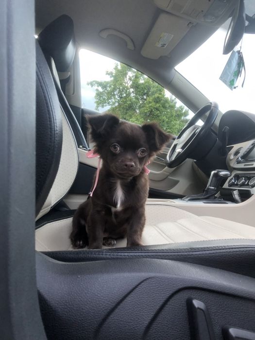 Чіхуа гарнесенький