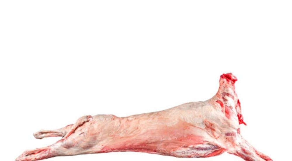 Jagniecina I baranina