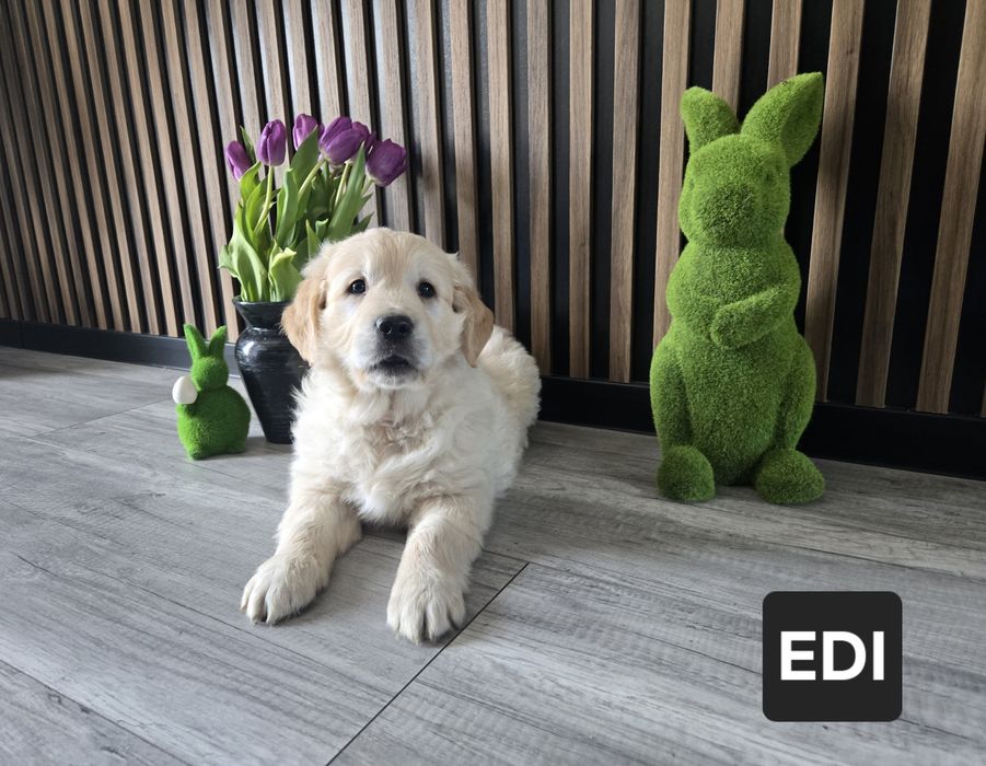 **Golden Retriever** Pies EDI**