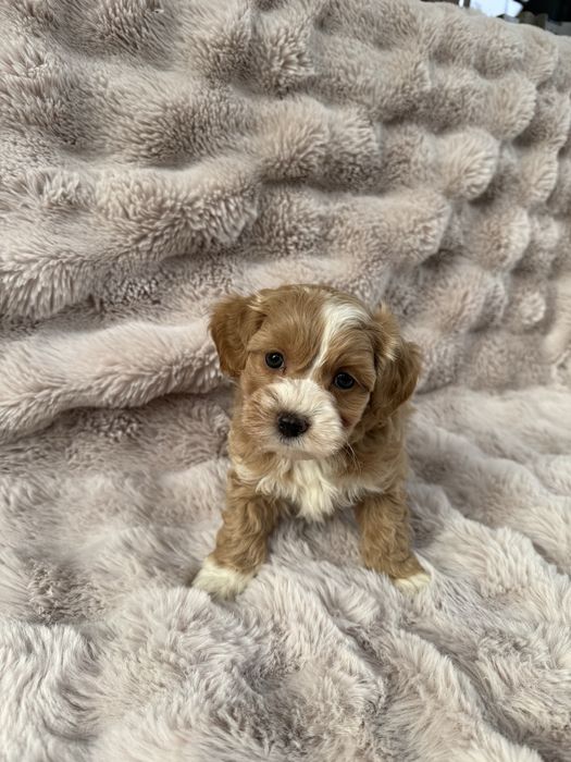 Maltipoo f1 pudel toy FCI & maltańczyk BADANIA