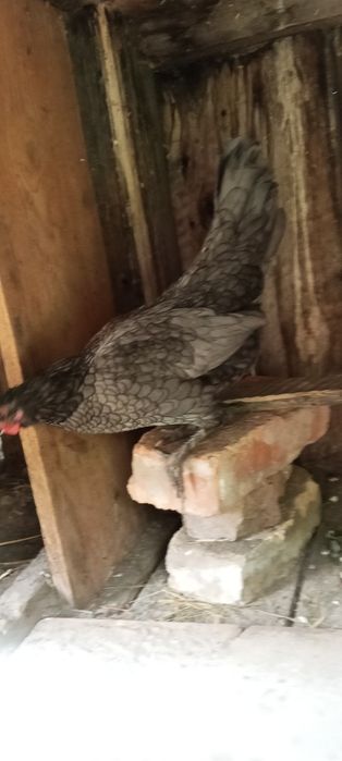 продам курочок,бентамок