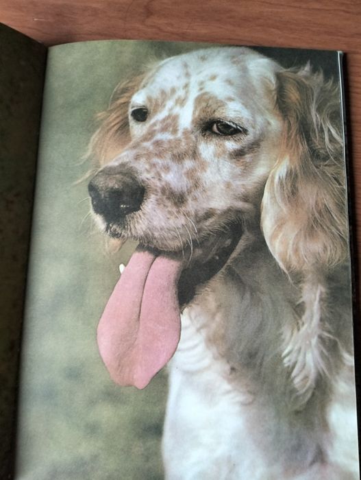 Livro O Mundo Maravilhoso dos Animais