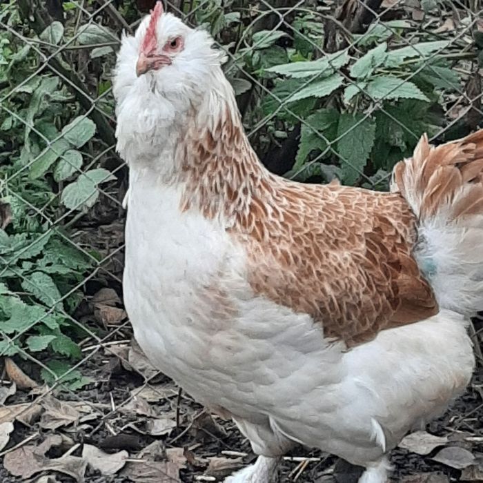 Фавероль лосось.