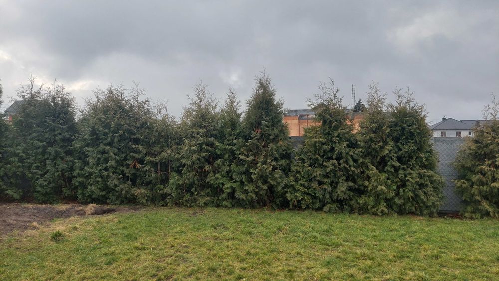 tuje brabant 20szt gratis 3szt za worki z ziemią oddam