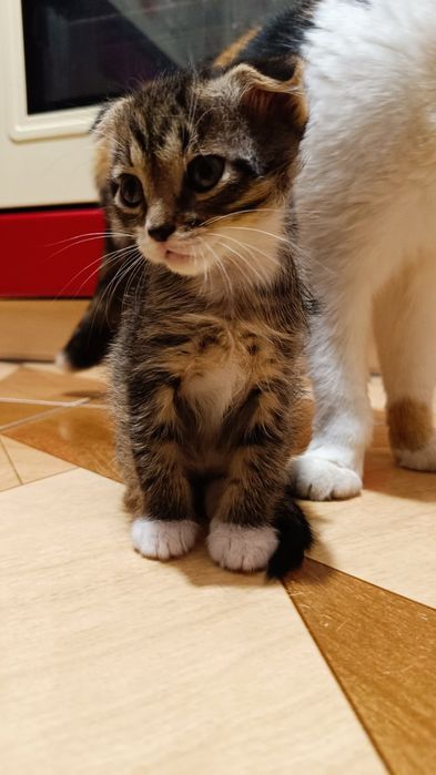 Продам вислоухих котят