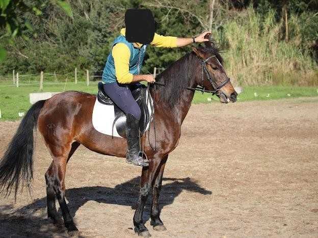 Égua cruzada Lusitano