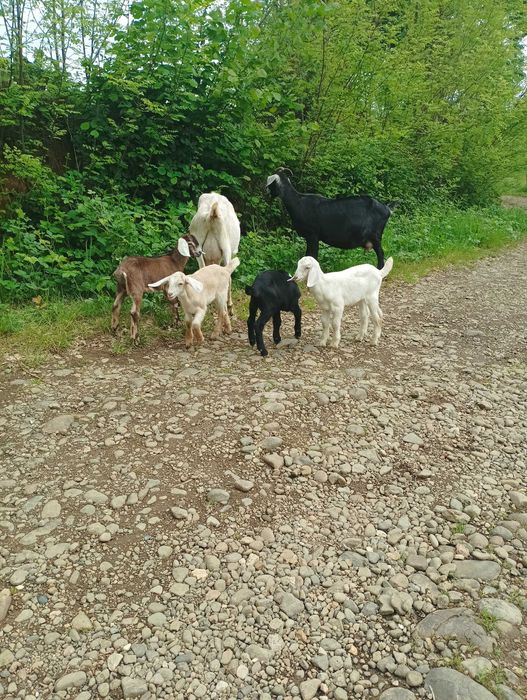 Англонубійські кози