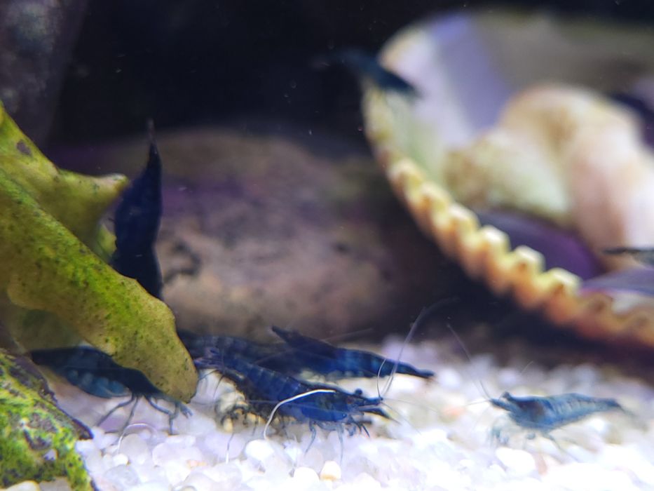 Krewetki Blue Velvet