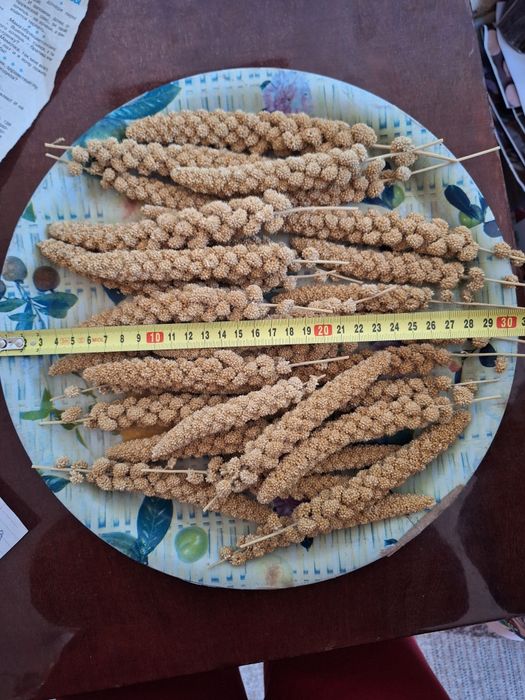 Чумиза, італійське просо