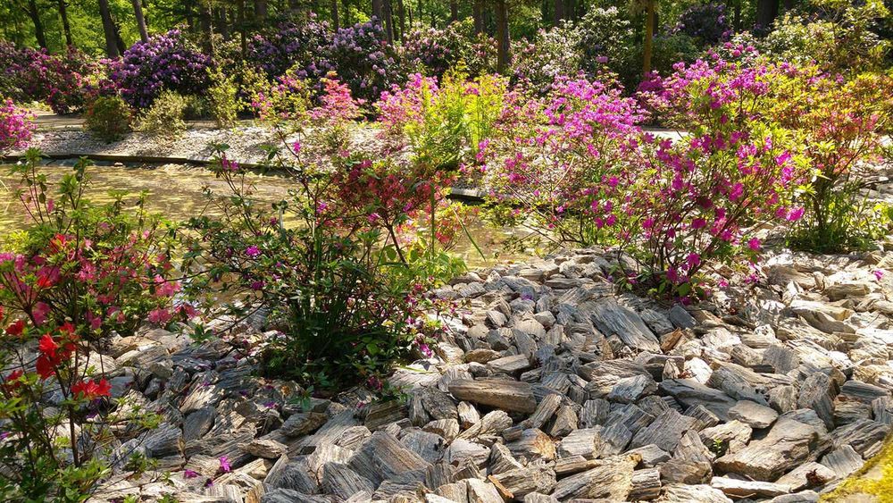 Kora Kamienna Gnejs Kruszywo Ogród