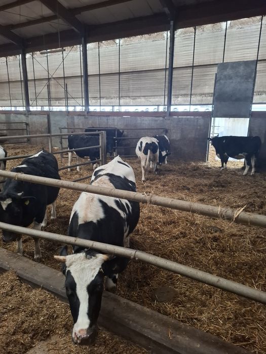 Sprzedam jałówki cielne hf