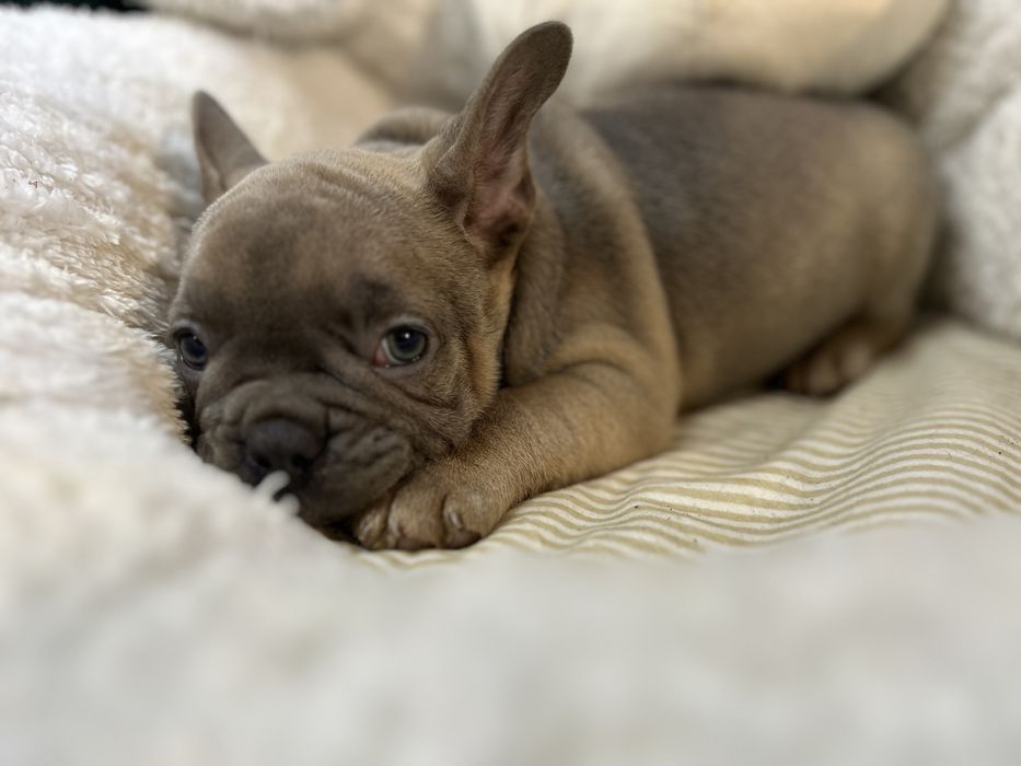 Piesek buldog francuski do odbioru .