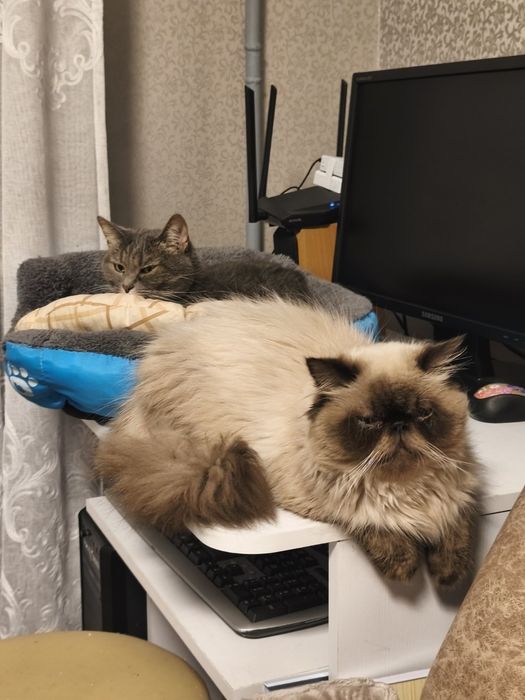 Перс гімалайський