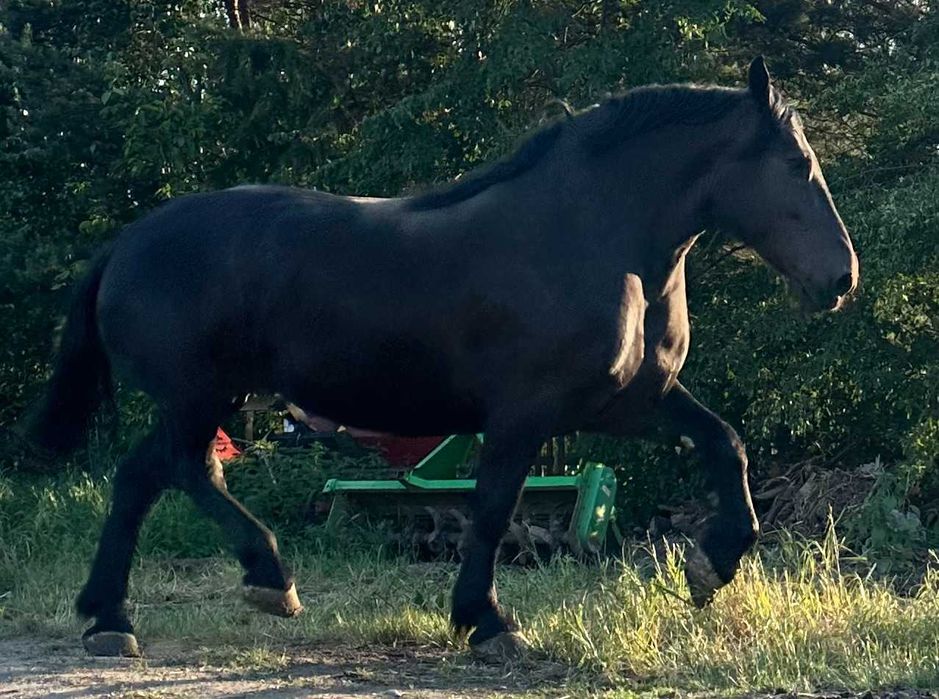 Sprzedam klacz perszeronke karą