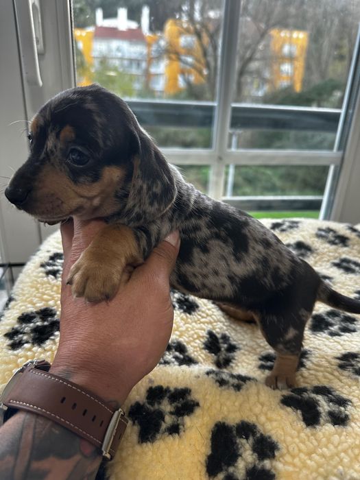 Teckel alerquim fêmea