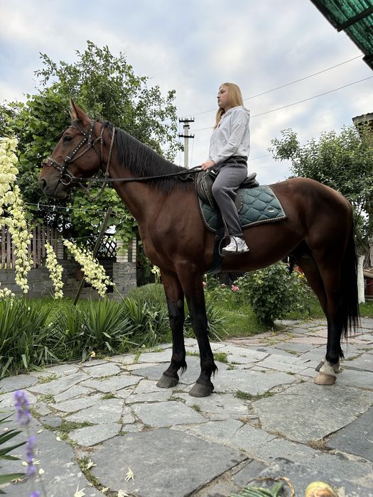 Орловський рисак