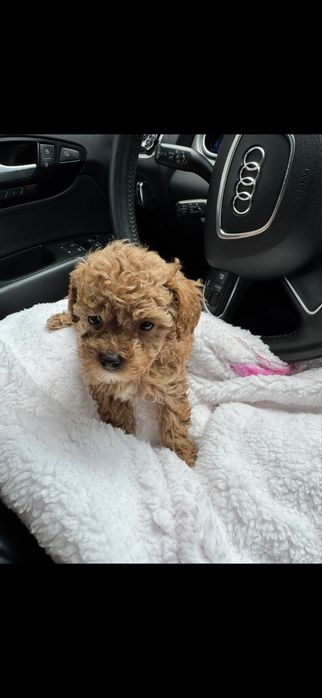 Красунчик мальтіпу шукає сімю