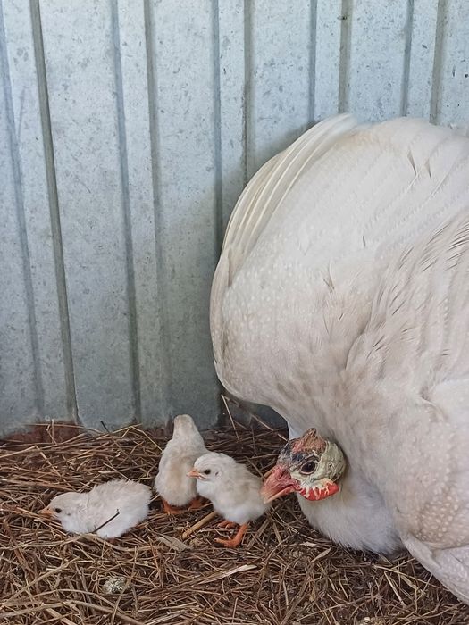 Vendo ovos de pavão