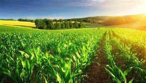 Kukurydza do siewu / PIONEER RAMBO ROSOMAK