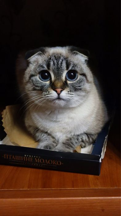 Шотландка висловуха