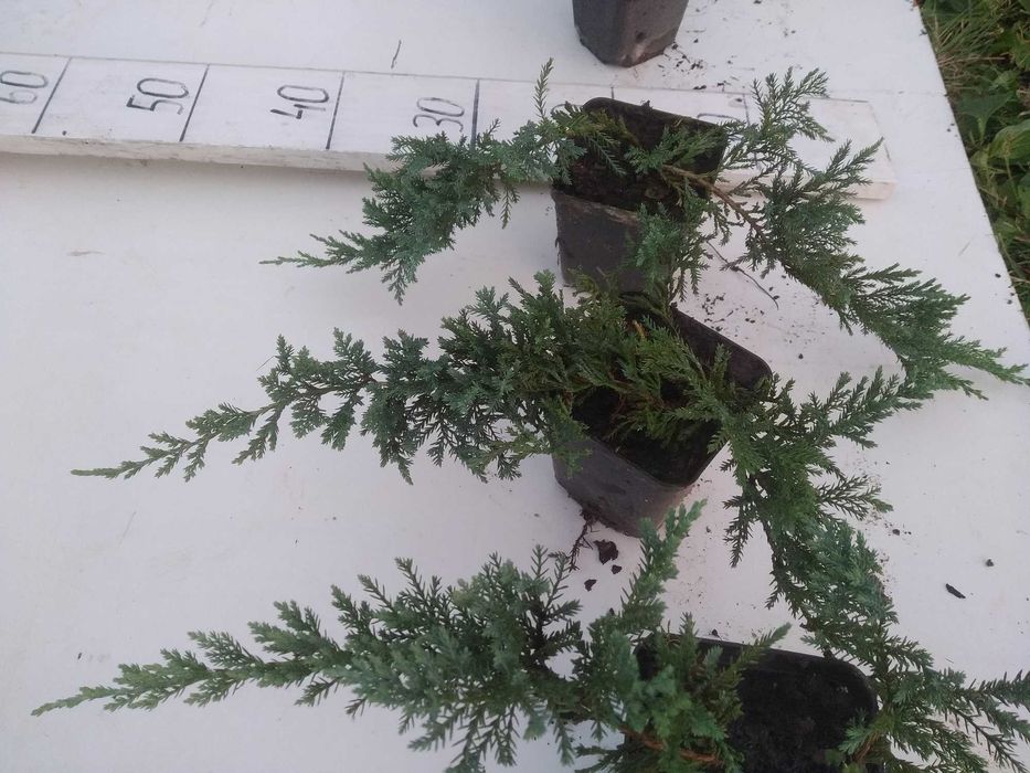 Jałowiec Wiltonii P9, dywanowy, na skarpy