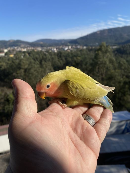 Agapornis domesticado -grande oportunidade