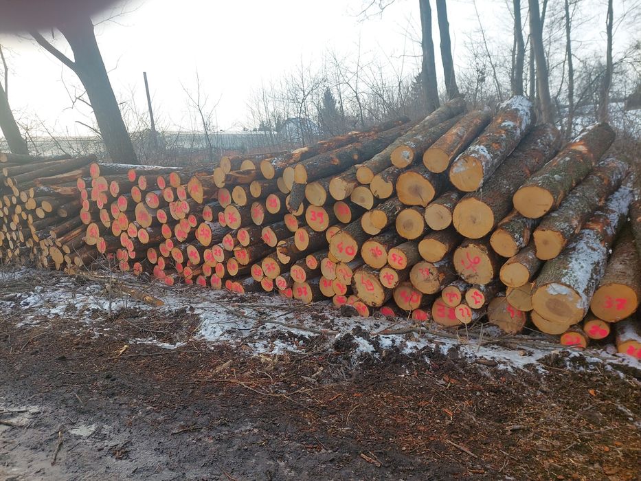 Kłoda dłużyca olcha