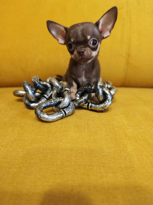 Chihuahua  piesek mini xxs czekoladowy podpalany  juz do odbioru
