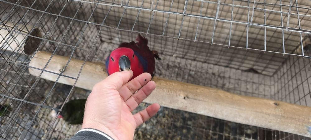 Papagaio Ecletus disponível para entrega imediata