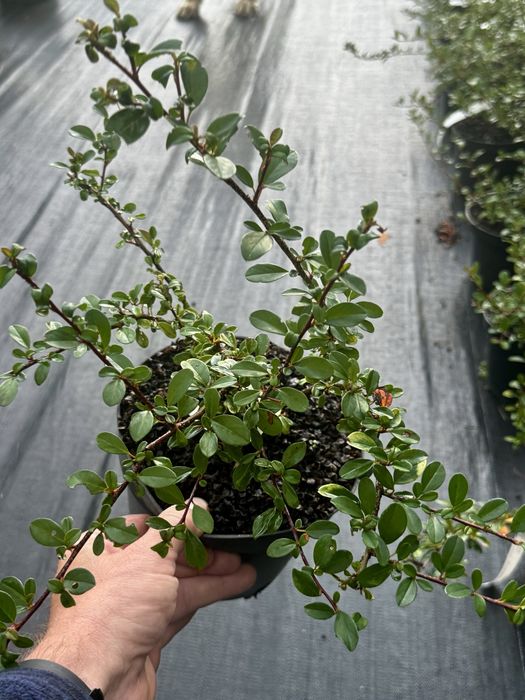 Irga Coral Beauty Cotoneaster × suecicus ‘Coral Beauty’ 3L doniczka