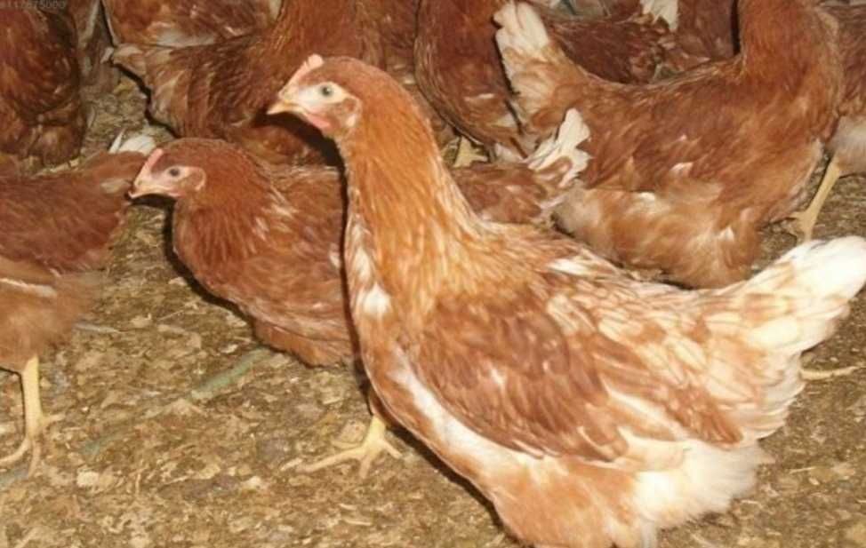 Продам курей! Чутово! Доставка безкоштовна!