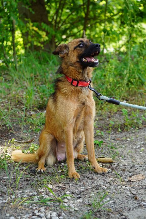 Mała ruda suczka czeka na adopcje