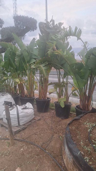 Jardim das Oliveiras