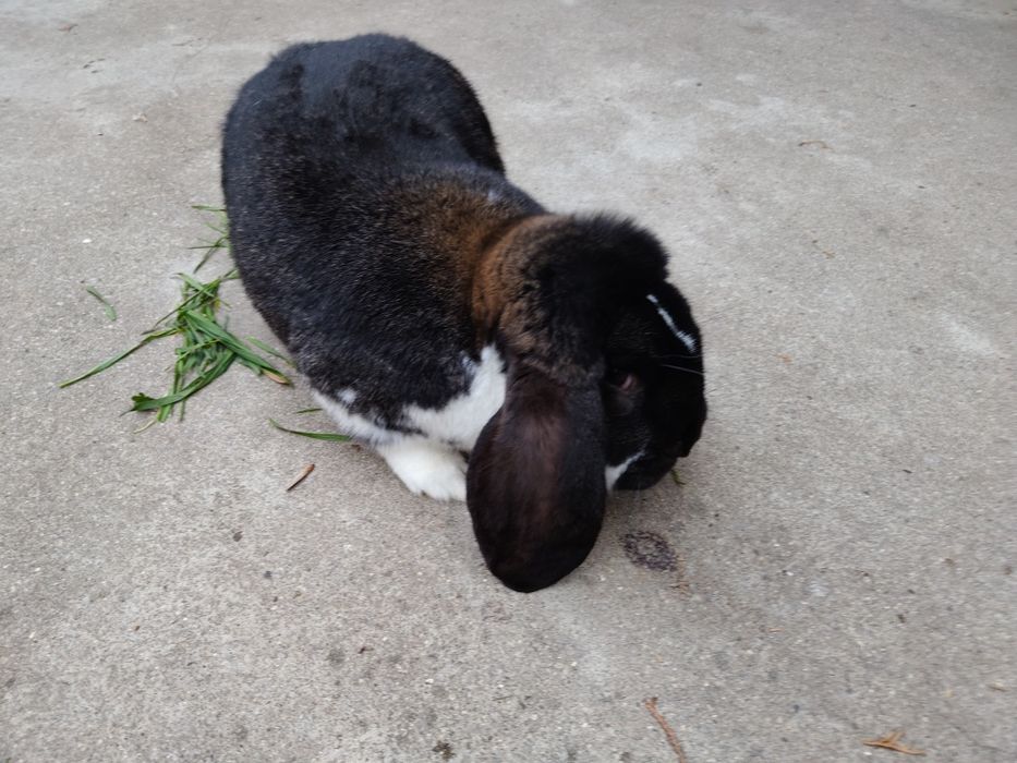 Królik rasy Baran Francuski