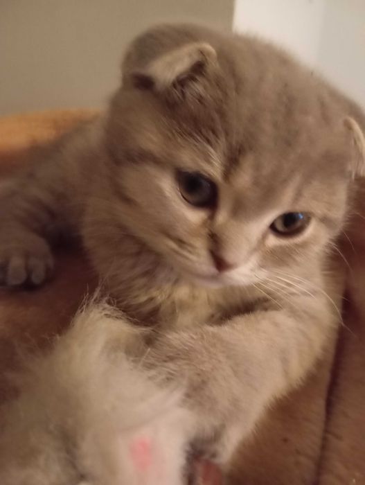 Кошеня блакитної золотої шиншили