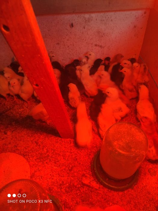 Продам 10 добові курчата
