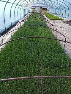 Rozsady warzyw - pomidor, papryka, ogórek, sałata,cebula, por, seler..