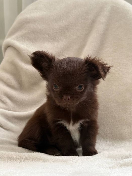 Чихуахуа кумедні малюки