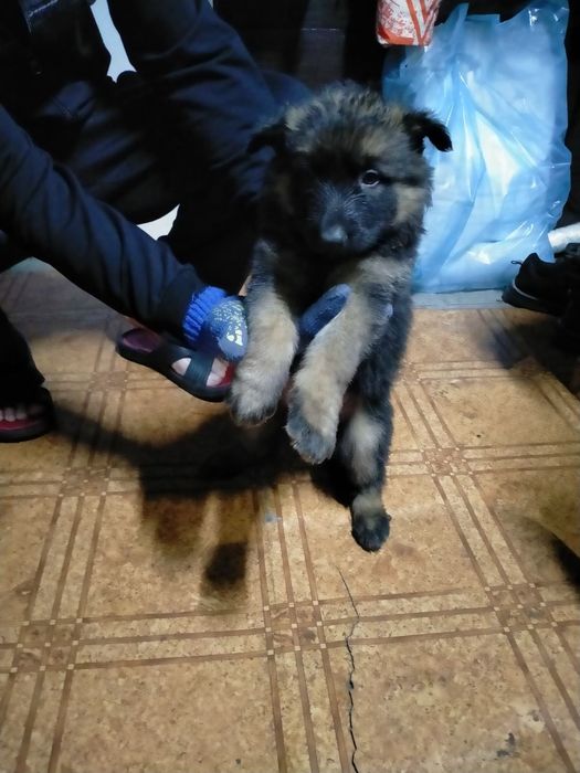 Продам цуценят німецької  вівчарки