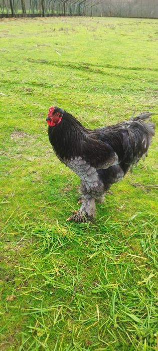 Galinha e galo raça Brahama Black