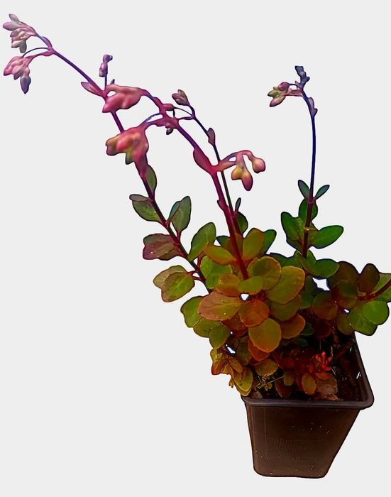 Suculenta Kalanchoe pendente – Bryophyllum manginii em vaso