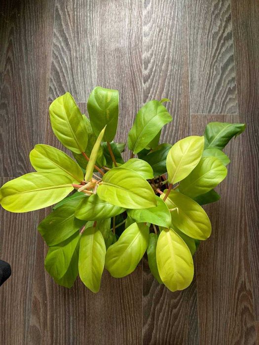 Филодендрон резной, малай голд